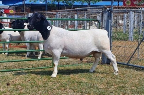 LOT 1 1X DORPER FLOCK RAM CRONJE DORPERS