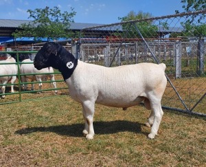 LOT 2 1X DORPER STUD RAM CRONJE DORPERS