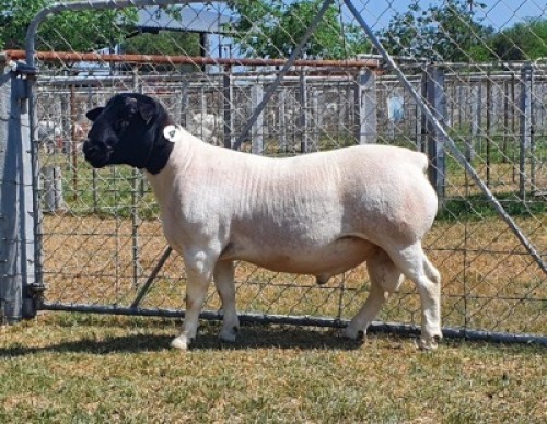 LOT 4 1X DORPER STUD RAM CRONJE DORPERS