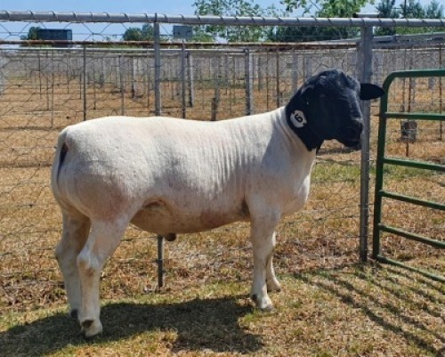 LOT 6 1X DORPER FLOCK RAM CRONJE DORPERS