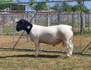 LOT 12 1X DORPER T5 RAM CRONJE DORPERS
