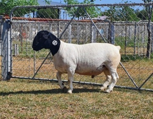 LOT 13 1X DORPER STUD RAM CRONJE DORPERS