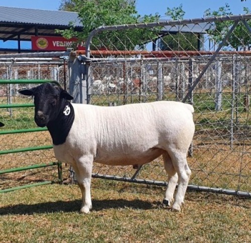 LOT 14 1X DORPER STUD RAM CRONJE DORPERS