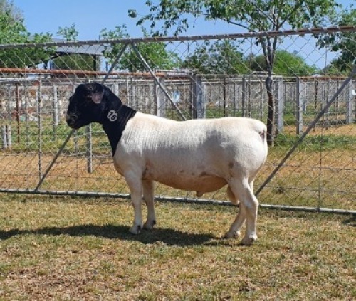 LOT 16 1X DORPER FLOCK RAM CRONJE DORPERS