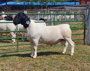 LOT 22 1X DORPER T5 RAM CRONJE DORPERS