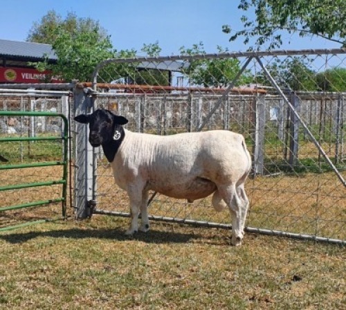 LOT 25 1X DORPER FLOCK RAM CRONJE DORPERS