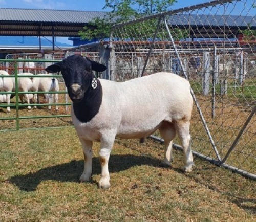 LOT 26 1X DORPER FLOCK RAM CRONJE DORPERS