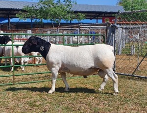 LOT 32 1X DORPER T5 RAM CRONJE DORPERS