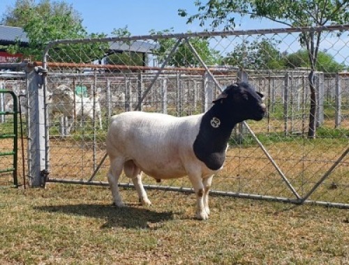 LOT 33 1X DORPER STUD RAM CRONJE DORPERS
