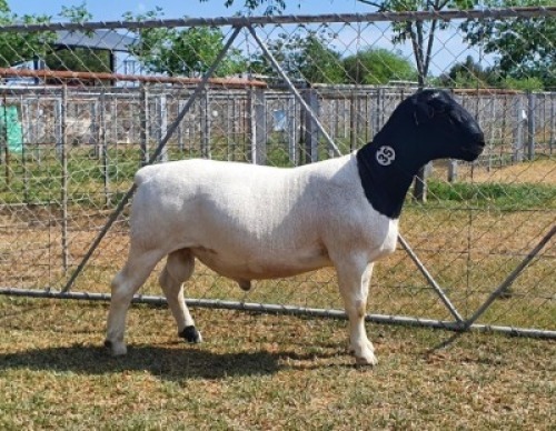 LOT 35 1X DORPER FLOCK RAM CRONJE DORPERS