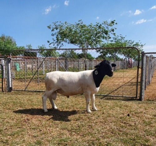 LOT 34 1X DORPER FLOCK RAM CRONJE DORPERS