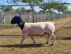 LOT 36 1X DORPER STUD RAM CRONJE DORPERS