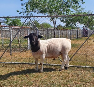 LOT 38 1X DORPER FLOCK RAM CRONJE DORPERS