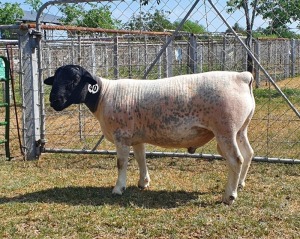 LOT 40 1X DORPER FLOCK RAM CRONJE DORPERS