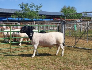 LOT 41 1X DORPER FLOCK RAM CRONJE DORPERS