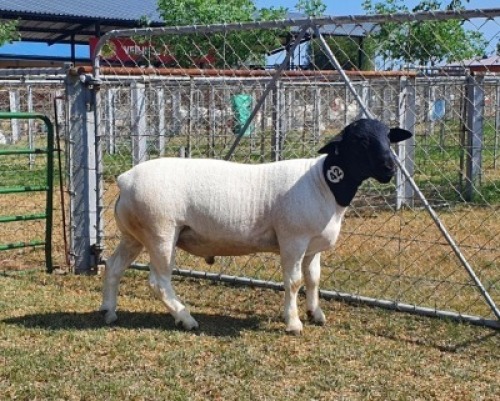 LOT 42 1X DORPER FLOCK RAM CRONJE DORPERS