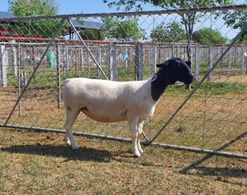 LOT 45 1X DORPER T5 OOI/EWE CRONJE DORPERS