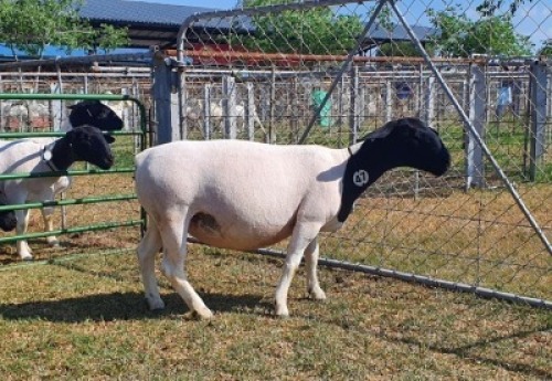 LOT 47 1X DORPER T5 OOI/EWE CRONJE DORPERS