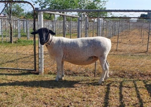 LOT 48 1X DORPER STUD OOI/EWE CRONJE DORPERS