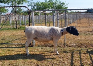 LOT 50 1X DORPER STUD OOI/EWE CRONJE DORPERS