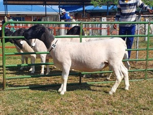 LOT 46 1X DORPER T5 OOI/EWE CRONJE DORPERS