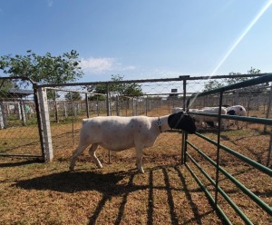 LOT 51 1X DORPER STUD OOI/EWE CRONJE DORPERS