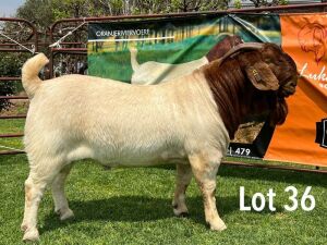 LOT 36 1X BOER GOAT STUD BUCK LUKAS BURGER BOERBOKSTOET