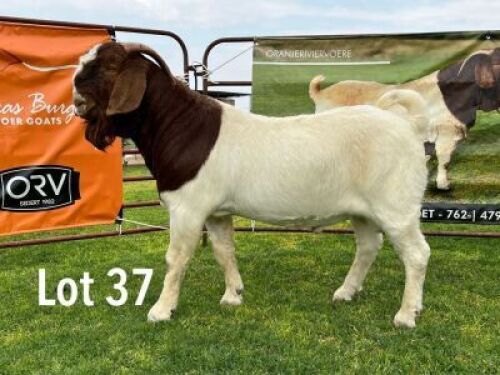 LOT 37 1X BOER GOAT FLOCK BUCK LUKAS BURGER BOERBOKSTOET