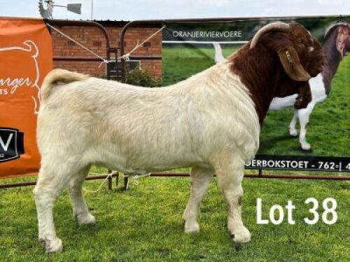 LOT 38 1X BOER GOAT STUD BUCK LUKAS BURGER BOERBOKSTOET