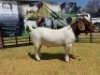 LOT 8 1X BOER GOAT FLOCK BUCK JOUBERT HORN