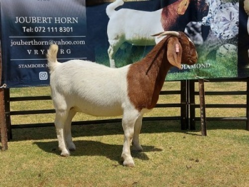 LOT 44 1X BOER GOAT FLOCK DOE JOUBERT HORN