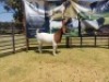 LOT 44 1X BOER GOAT FLOCK DOE JOUBERT HORN - 2