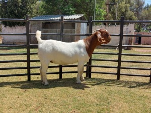 LOT 45 1X BOER GOAT FLOCK DOE JOUBERT HORN