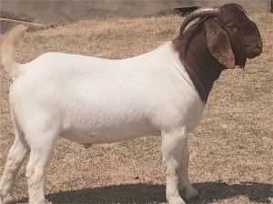 LOT 11 1X BOER GOAT FLOCK BUCK VICTOR KRUGER