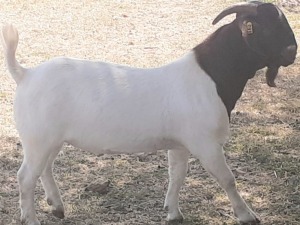 LOT 12 1X BOER GOAT FLOCK BUCK VICTOR KRUGER