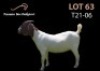LOT 63X BOER GOAT FLOCK DOE PASSANO BOERBOKSTOET
