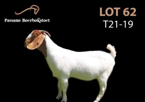 LOT 62X BOER GOAT FLOCK DOE PASSANO BOERBOKSTOET