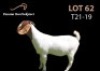 LOT 62X BOER GOAT FLOCK DOE PASSANO BOERBOKSTOET