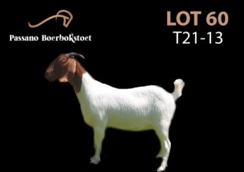 LOT 60X BOER GOAT FLOCK DOE PASSANO BOERBOKSTOET