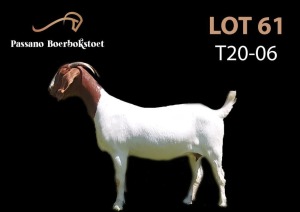 LOT 61X BOER GOAT FLOCK DOE PASSANO BOERBOKSTOET