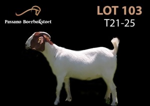 LOT 103X BOER GOAT FLOCK DOE PASSANO BOERBOKSTOET