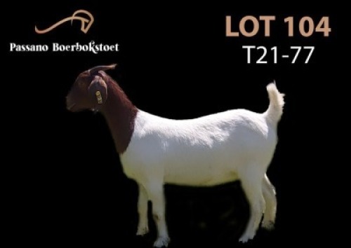 LOT 104X BOER GOAT FLOCK DOE PASSANO BOERBOKSTOET