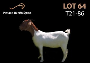 LOT 64X BOER GOAT FLOCK DOE PASSANO BOERBOKSTOET