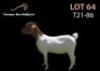 LOT 64X BOER GOAT FLOCK DOE PASSANO BOERBOKSTOET