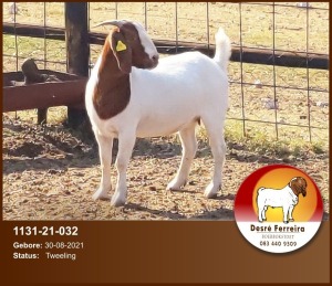 LOT 75 1X BOER GOAT FLOCK DOE D FERREIRA