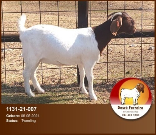 WITHDRAW - LOT 76 1X BOER GOAT DOE D FERREIRA