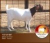 WITHDRAW - LOT 76 1X BOER GOAT DOE D FERREIRA