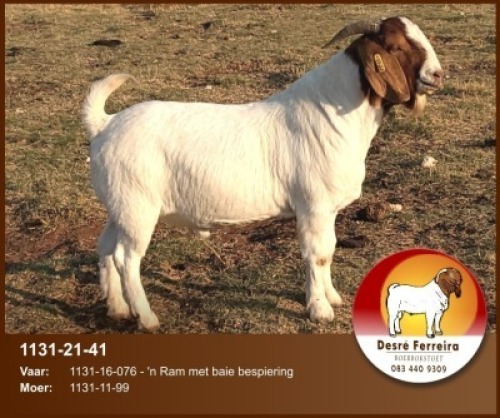 LOT 22 1X BOER GOAT FLOCK BUCK D FERREIRA
