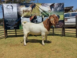 LOT 6 1X BOER GOAT FLOCK BUCK JOUBERT HORN