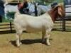 LOT 7 1X BOER GOAT PS BUCK JOUBERT HORN